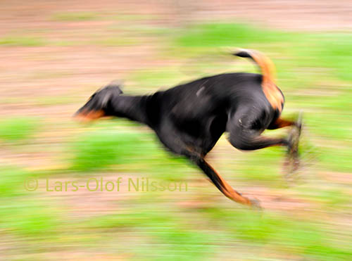 In a blurred image a dog is scampering about