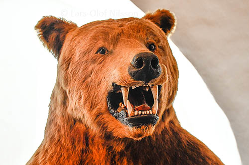 The head of a bear with its teeth showing