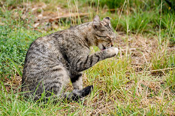 A grey cat licking its front paw