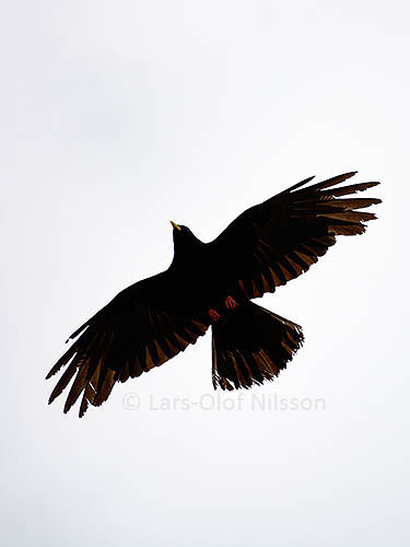 A large black bird with its wings stretched out is silhouetted against the sky