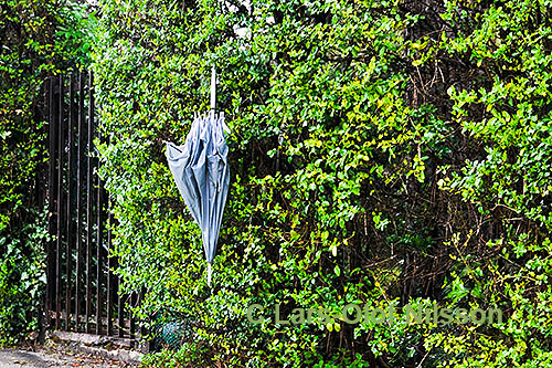 An umbrella hanging on a hedge.