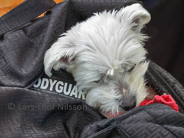 The image shows a nice little white dog in a bag.