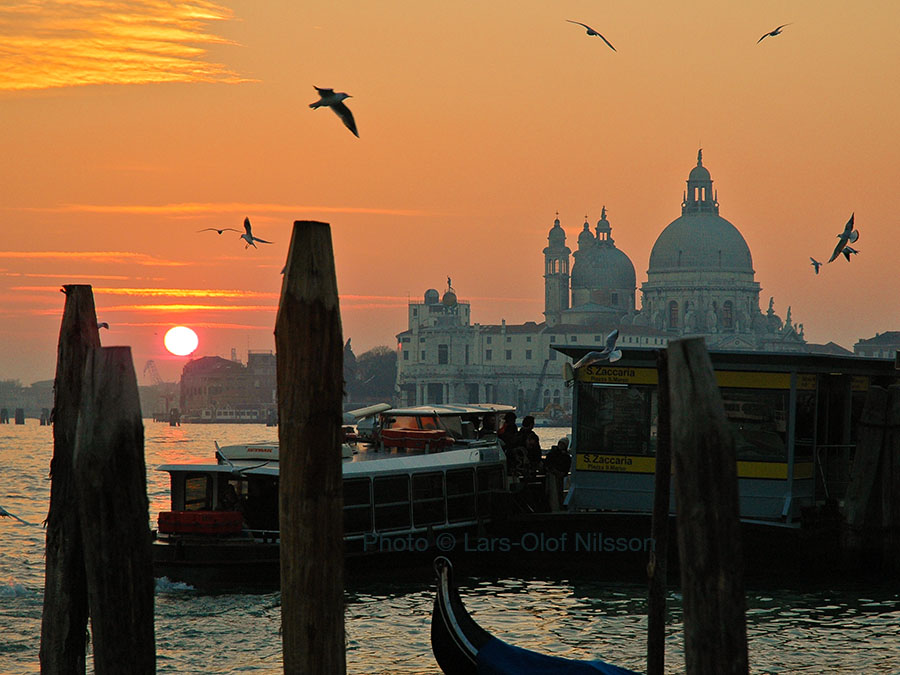 A view from San Marco in Venice towards the basilica of Santa Maria della Salute with birds flying against a sunset. The image refers to the Biennial of Venice to illustrate the difference between biannual and biennial.